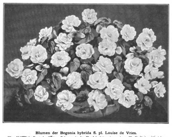 B. ‘Louise de Vries’